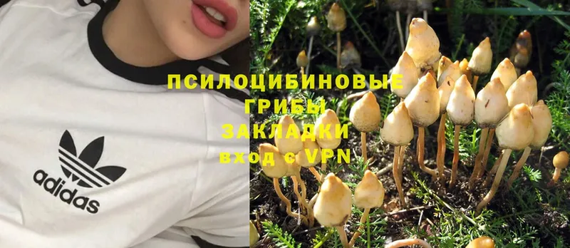 MEGA зеркало  Кушва  Галлюциногенные грибы Psilocybe 